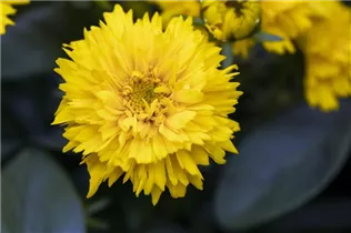 Coreopsis grandiflora 'Moonswirl' - Großblumiges Mädchenauge 'Moonswirl'