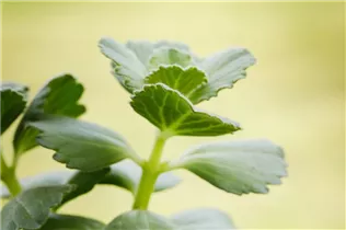 Coleus canina - Bunte 'Verpiss-Dich'®-Pflanze Coleus canina - Bunte 'Verpiss-Dich'®-Pflanze