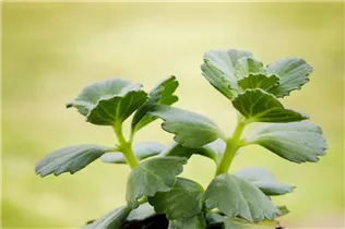 Coleus canina - Bunte 'Verpiss-Dich'®-Pflanze Coleus canina - Bunte 'Verpiss-Dich'®-Pflanze