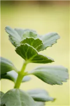 Coleus canina - Bunte 'Verpiss-Dich'®-Pflanze Coleus canina - Bunte 'Verpiss-Dich'®-Pflanze