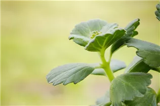 Coleus canina - Bunte 'Verpiss-Dich'®-Pflanze Coleus canina - Bunte 'Verpiss-Dich'®-Pflanze