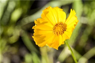 Coreopsis grandiflora 'Schnittgold' - Großblumiges Mädchenauge 'Schnittgold'