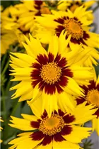 Coreopsis grandiflora 'SunKiss' - Großblumiges Mädchenauge 'SunKiss'