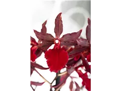 Colmanara 'Massai Red' - Tigerorchidee 'Massai Red' Colmanara 'Massai Red' - Tigerorchidee 'Massai Red'