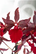 Colmanara 'Massai Red' - Tigerorchidee 'Massai Red' Colmanara 'Massai Red' - Tigerorchidee 'Massai Red'