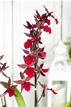Colmanara 'Massai Red' - Tigerorchidee 'Massai Red' Colmanara 'Massai Red' - Tigerorchidee 'Massai Red'