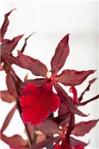 Colmanara 'Massai Red' - Tigerorchidee 'Massai Red' Colmanara 'Massai Red' - Tigerorchidee 'Massai Red'