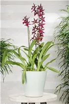 Colmanara 'Massai Red' - Tigerorchidee 'Massai Red' Colmanara 'Massai Red' - Tigerorchidee 'Massai Red'