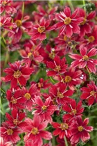 Coreopsis lanceolata - Lanzettblättriges Mädchenauge