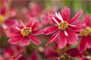 Coreopsis lanceolata - Lanzettblättriges Mädchenauge