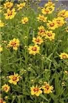 Coreopsis lanceolata - Lanzettblättriges Mädchenauge