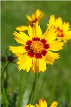 Coreopsis lanceolata - Lanzettblättriges Mädchenauge