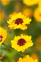 Coreopsis lanceolata - Lanzettblättriges Mädchenauge