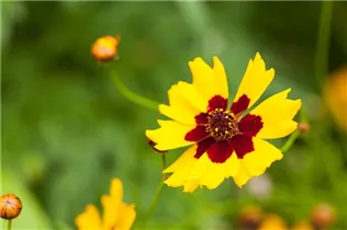 Coreopsis lanceolata - Lanzettblättriges Mädchenauge