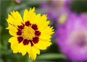 Coreopsis lanceolata - Lanzettblättriges Mädchenauge