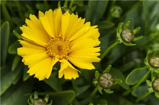 Coreopsis lanceolata 'Goldtaler' - Kleines Garten-Mädchenauge 'Goldtaler'