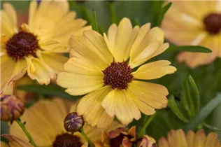 Coreopsis rosea 'Mango Punch'® - Garten-Mädchenauge 'Mango Punch'®