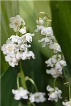 Convallaria majalis 'Pleniflora' - Gefülltblühendes Garten-Maiglöckchen Convallaria majalis 'Pleniflora' - Gefülltblühendes Garten-Maiglöckchen