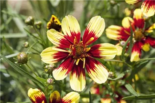 Coreopsis verticillata - Mädchenauge
