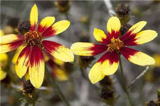 Coreopsis verticillata - Mädchenauge