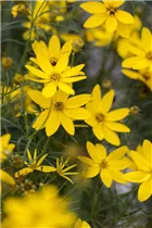 Coreopsis verticillata - Mädchenauge