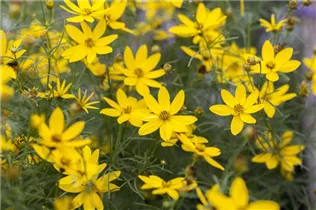 Coreopsis verticillata - Mädchenauge