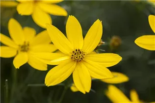 Coreopsis verticillata - Mädchenauge
