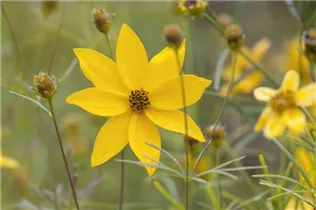 Coreopsis verticillata - Mädchenauge