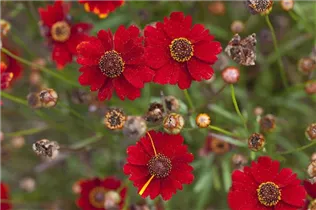 Coreopsis verticillata - Mädchenauge