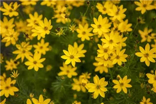 Coreopsis verticillata - Mädchenauge