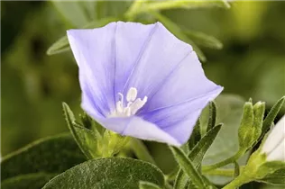 Convolvulus sabatius - Zierwinde