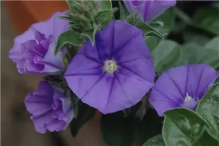 Convolvulus sabatius - Zierwinde