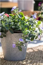 Convolvulus sabatius 'Manati Blue' - Zierwinde 'Manati Blue' Convolvulus sabatius 'Manati Blue' - Zierwinde 'Manati Blue'