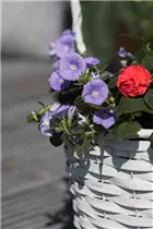 Convolvulus sabatius 'Manati Blue' - Zierwinde 'Manati Blue' Convolvulus sabatius 'Manati Blue' - Zierwinde 'Manati Blue'