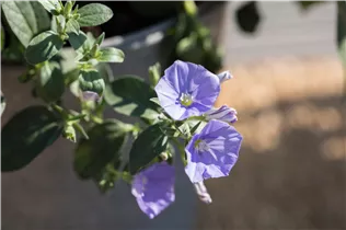 Convolvulus sabatius 'Manati Blue' - Zierwinde 'Manati Blue' Convolvulus sabatius 'Manati Blue' - Zierwinde 'Manati Blue'