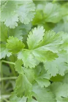 Coriandrum sativum - Koriander