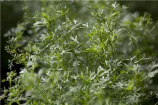 Coriandrum sativum - Koriander