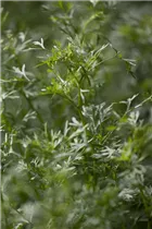 Coriandrum sativum - Koriander