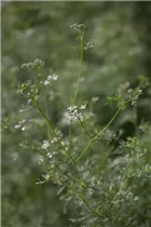 Coriandrum sativum - Koriander