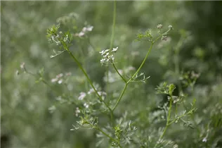 Coriandrum sativum - Koriander