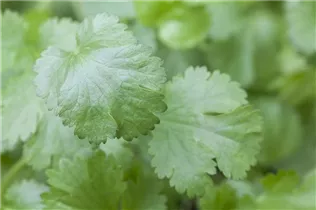 Coriandrum sativum - Koriander