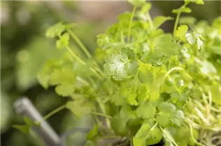 Coriandrum sativum - Koriander