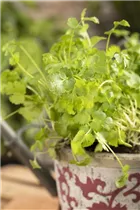 Coriandrum sativum - Koriander