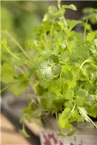 Coriandrum sativum - Koriander