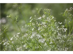 Coriandrum sativum 'Caribe' - Koriander 'Caribe' Coriandrum sativum 'Caribe' - Koriander 'Caribe'