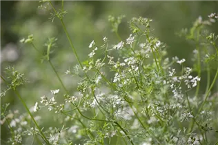 Coriandrum sativum 'Caribe' - Koriander 'Caribe'