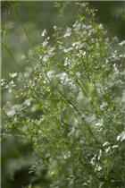 Coriandrum sativum 'Caribe' - Koriander 'Caribe'