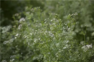 Coriandrum sativum 'Caribe' - Koriander 'Caribe'
