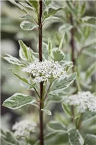 Cornus alba 'Elegantissima' - Hartriegel 'Elegantissima'
