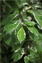 Cornus alba 'Elegantissima' - Hartriegel 'Elegantissima'
